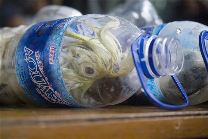 Indonesian smuggler 'hid birds in plastic bottles'