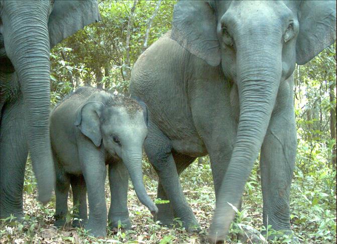 Group highlights endangered species in Cambodia