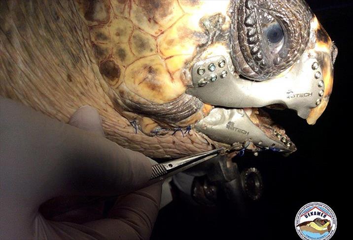 Caretta carettaya "3D çene protezi" takıldı