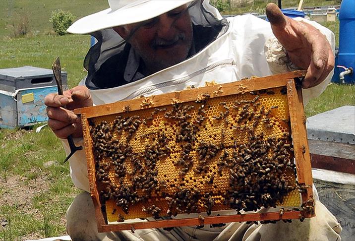 Bozok Yaylası "gezginci arıcılara" ev sahipliği yapıyor