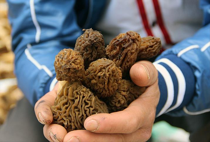 Bu mantarın fiyatı cep yakıyor