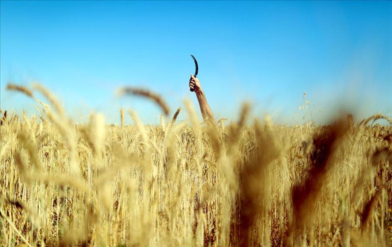 Tunisie : Prévisions d’une baisse de 50% de la récolte céréalière en 2015