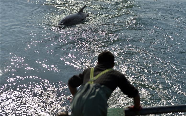 Japan aquariums ban wild dolphins caught in bloody hunt