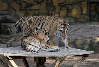 Gaziantep Hayvanat Bahçesi yeni "sakinlerini" bekliyor