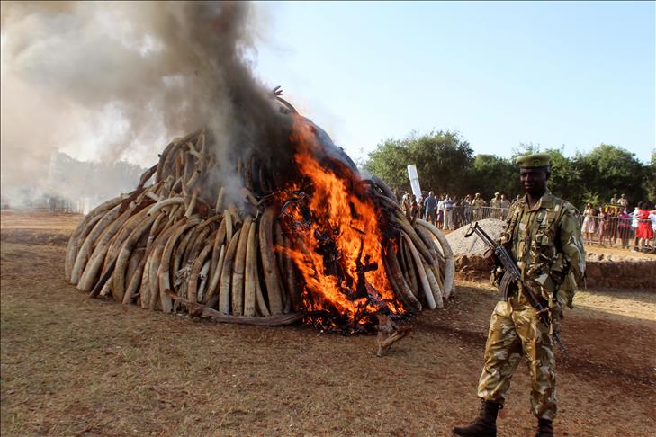 Kenya to launch anti-poaching surveillance network