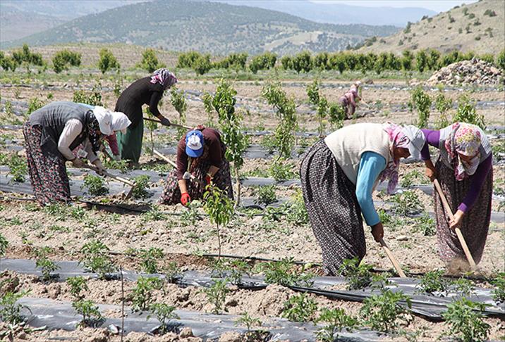 Kendi bahçelerinde maaşlı çalışıyorlar