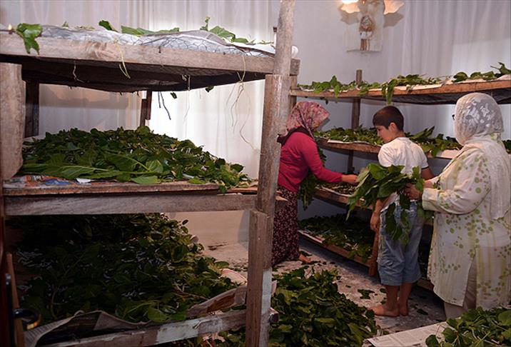Evlerini "ipek böcekleri" ile paylaşıyorlar