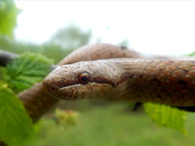 Palestinian youth use snakes to fight Israeli occupation