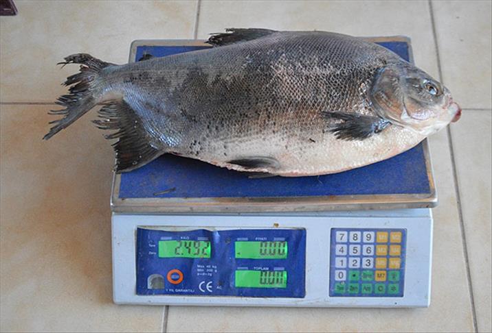 İznik Gölü'nde 2,5 kiloluk pirana yakalandı