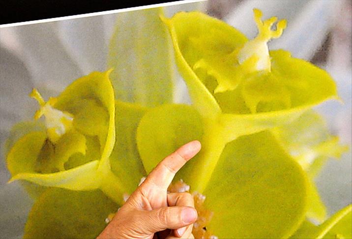 Mevlana çiçeğindeki 'semazen'leri arıyor