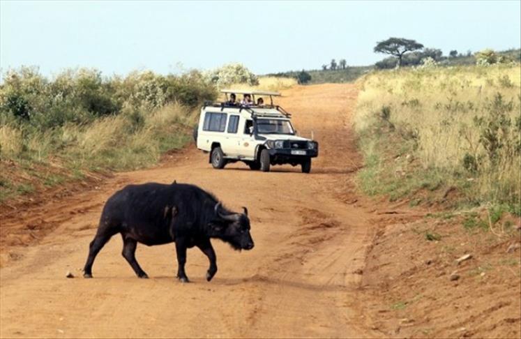 Tanzania’s Serengeti National Park voted world's best safari