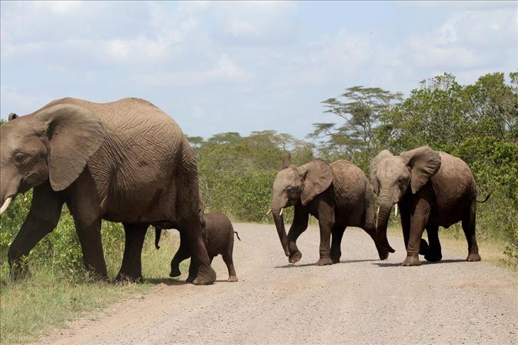 South Sudan crisis creates ‘wildlife refugees’