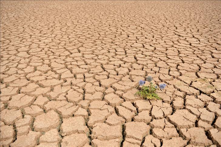 Drought becomes new normal in Pakistan's Thar desert