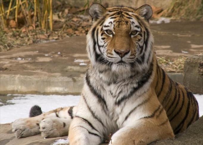 Cambodia urged to act on plans to reintroduce tigers