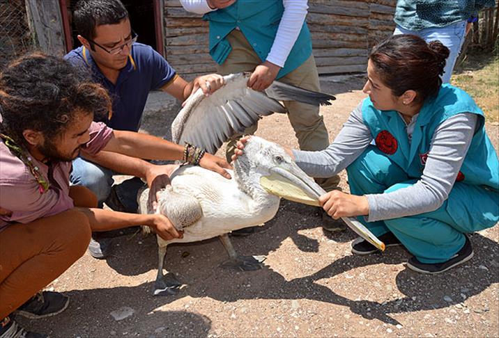 Tüfekle yaralanan pelikan tedavi ediliyor