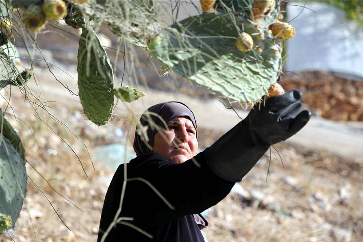في فلسطين يتحلون بـ"الصبر" ويأكلونه