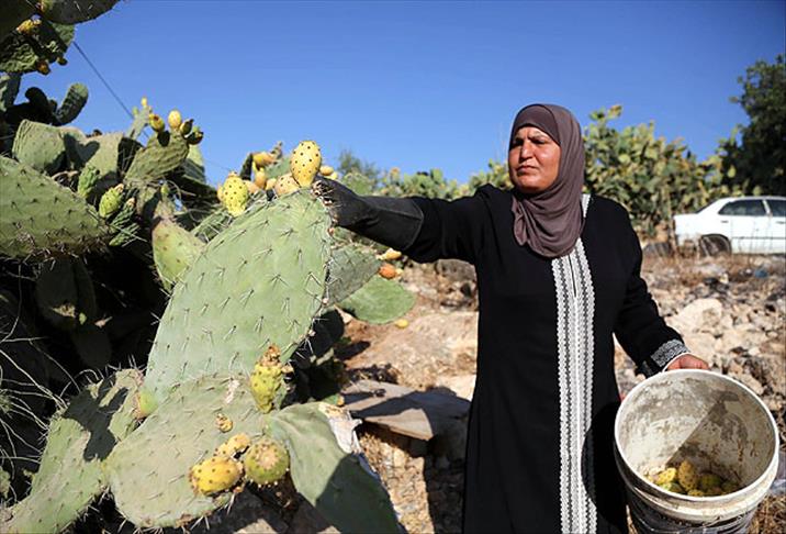 Filistinlilerin "sabrı" Hint inciri rağbet görüyor