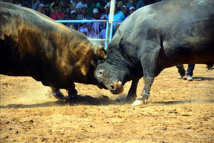 Bullfighting season starts in Turkey's southwest