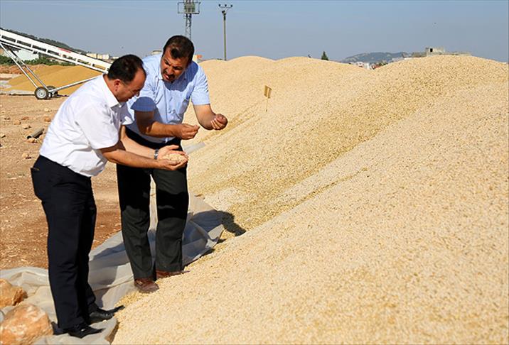 Avrupalı çiftçiye Türk tohumu ektiriyor