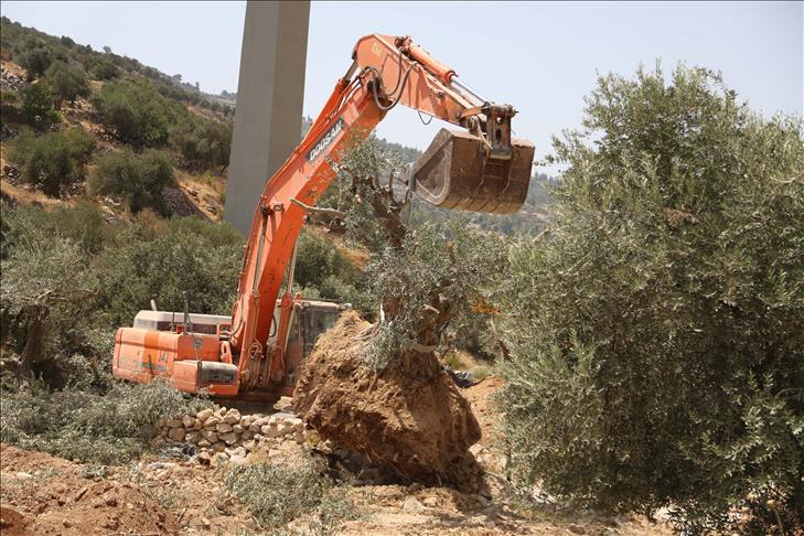Israël déracine des oliviers pour construire le mur de séparation à Bethléem