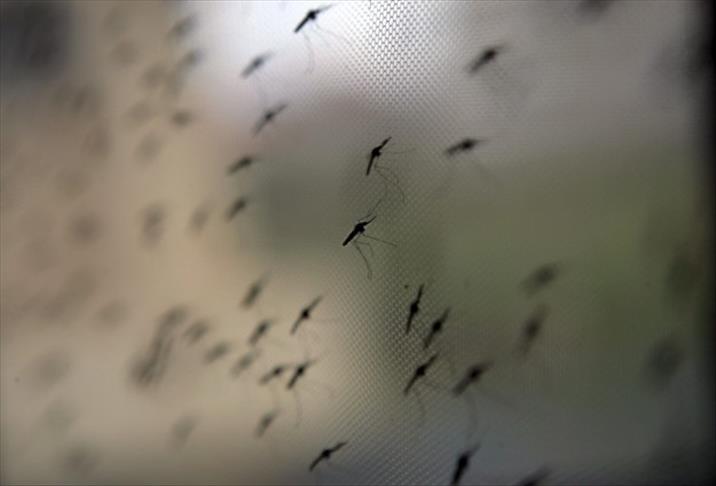 Edirne'de sivrisinekle mücadelede Alman modeli