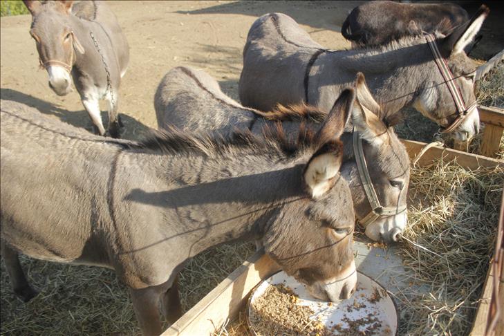 Ferma e parë e gomerëve në Mal të Zi, një litër qumësht 50 euro