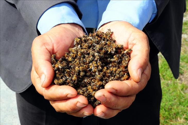 'Türkiye'de arı ölümleri kaygı verici boyutlara geldi'