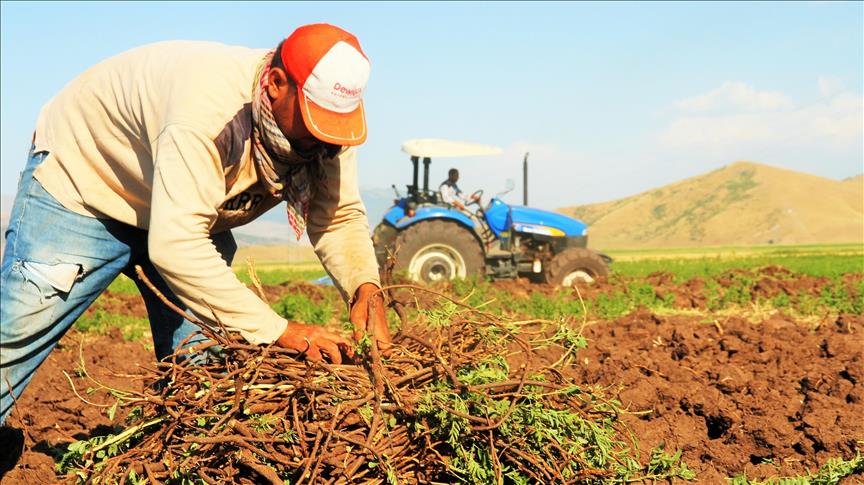 گیاه شیرینبیان ترکیه منبع درآمد پناهندگان سوری