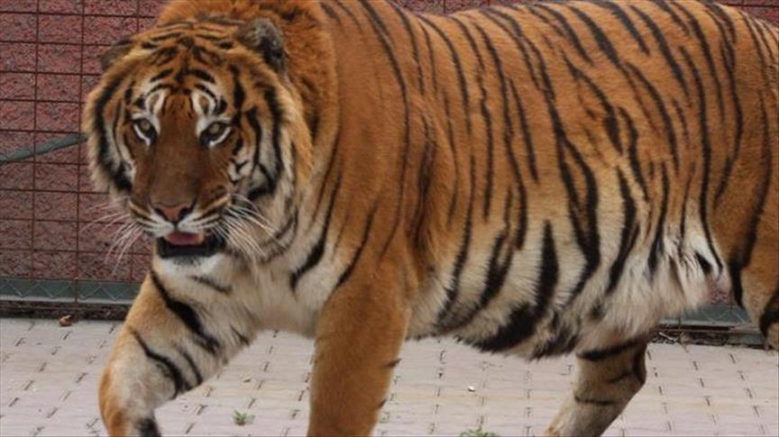 Novi Zeland: Sumatranski tigar ubio redarku u zoološkom vrtu