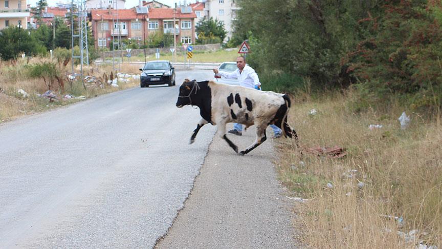 Kaçan kurbanlıklar sahiplerine ve görevlilere zor anlar yaşattı