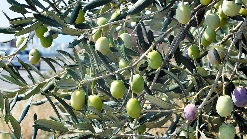 Zeytin'de bu sezon artış bekleniyor