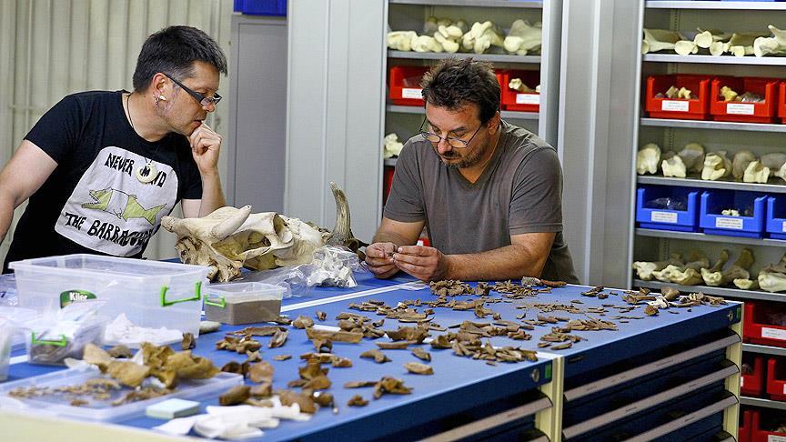 Anadolu'nun kaybolan türleri Efes'te de bulundu