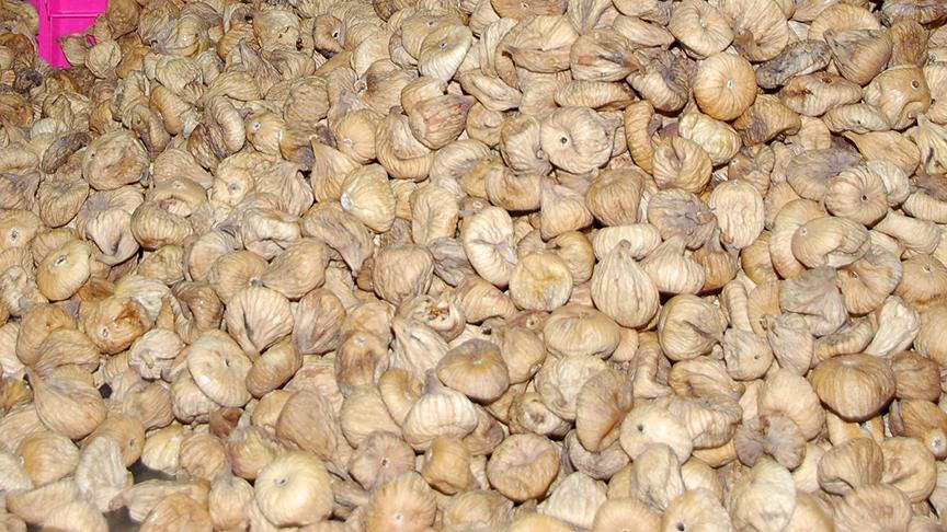 Türkiye'nin kuru incir ihracatı 55 bin tonu geçti