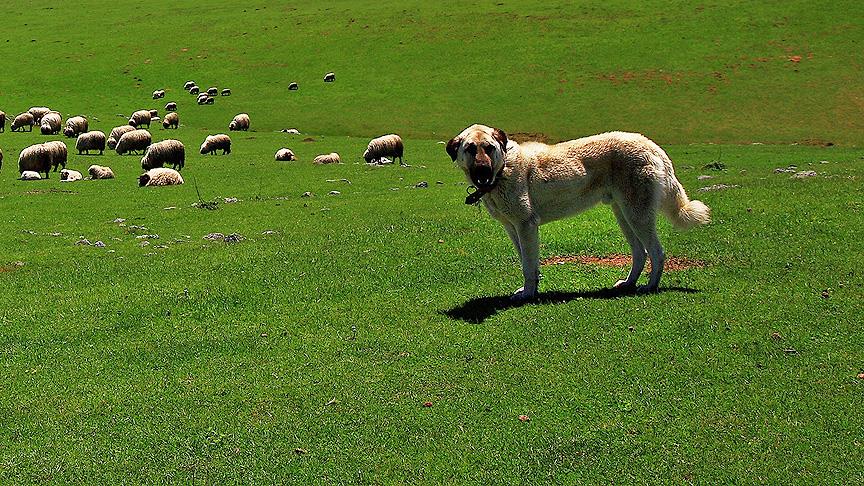 Köpeklerin kökeni Orta Asya'ya dayanıyor