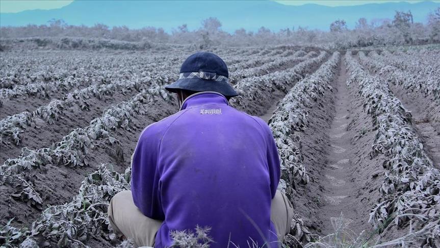 Zambia: Farmers struggle with rising costs