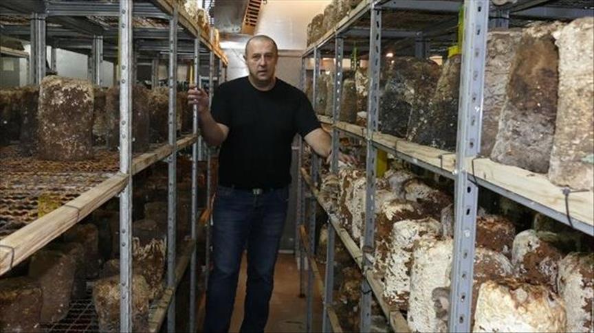 Slaven Kraljević iz Viteza uzgaja japanske gljive: Pomažu oboljelim od tumora