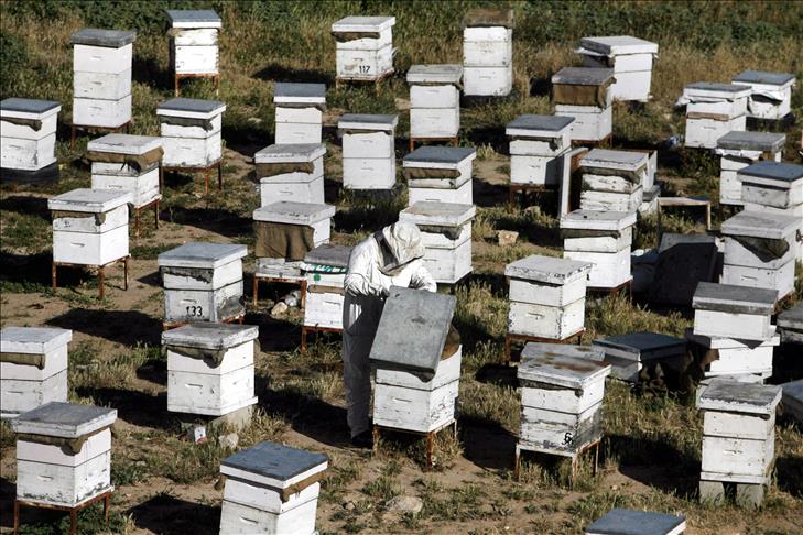 Le miel réduit les méfaits du tabagisme (étude malaisienne)