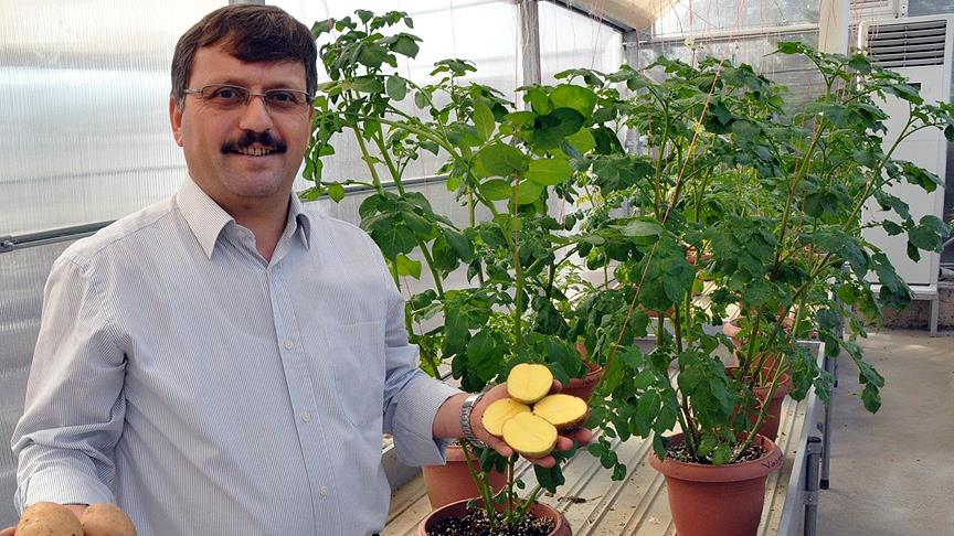 "Allah diyen sarısı" patatesi tescillenecek