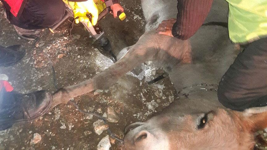 AFAD ekipleri ayağı sıkışan eşeği kurtardı