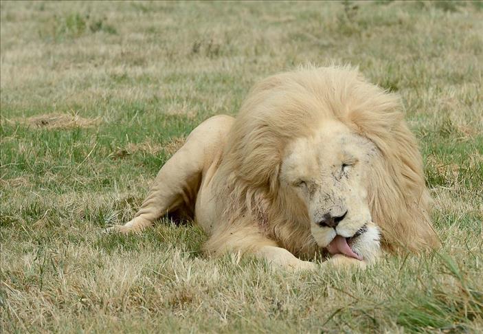 D'ici 20 ans, le continent africain perdra la moitié de ses lions