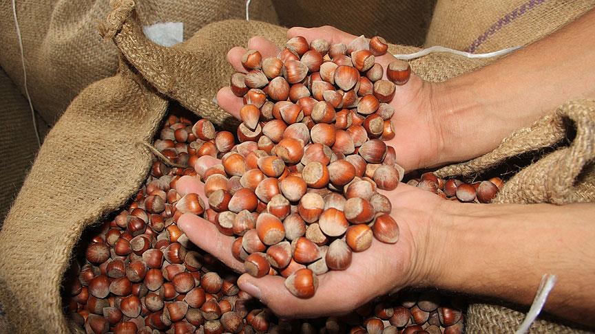 Fındık fiyatı yükselişini sürdürüyor