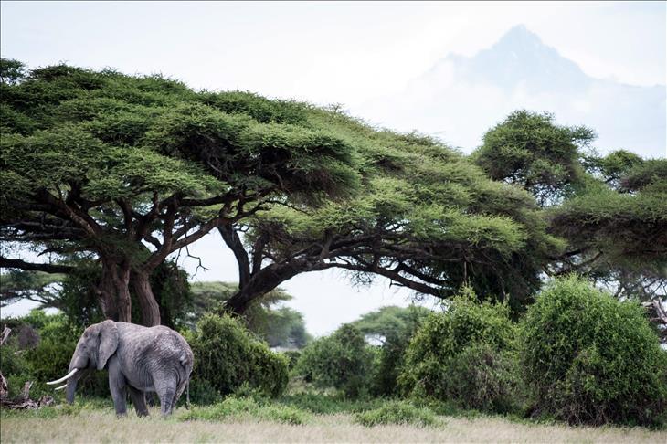 Le 6 novembre..chaque congolais appelé à planter un arbre