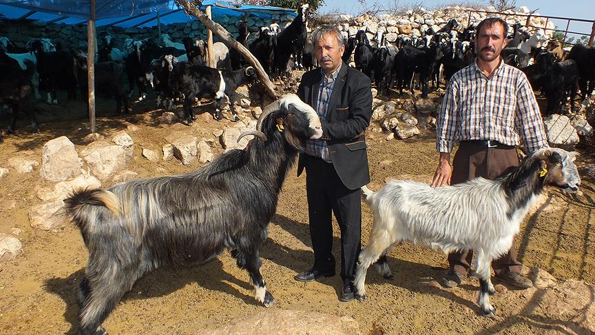 Son göçerler sahillere döndü