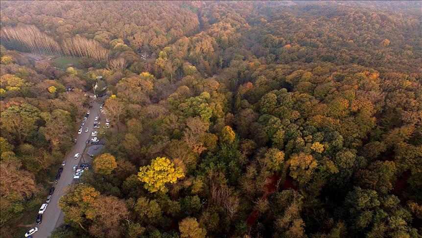 Jesenski pejzaži Beogradske šume u Istanbulu: Oaza za bijeg iz gradske gužve