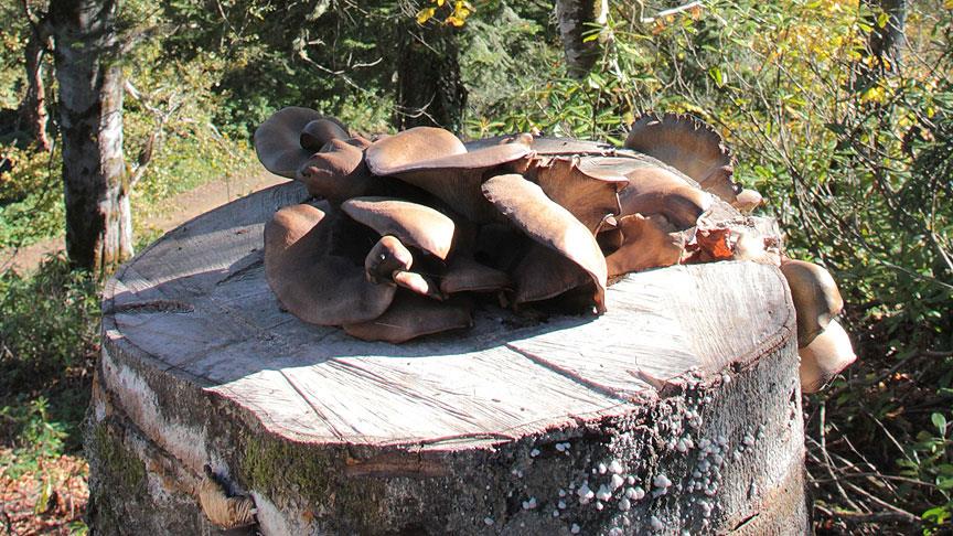 Kütüklerde istiridye mantarı yetiştiriyorlar