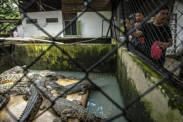En Indonésie.. des crocodiles "anti-corruption" remplacent les gardiens de prison