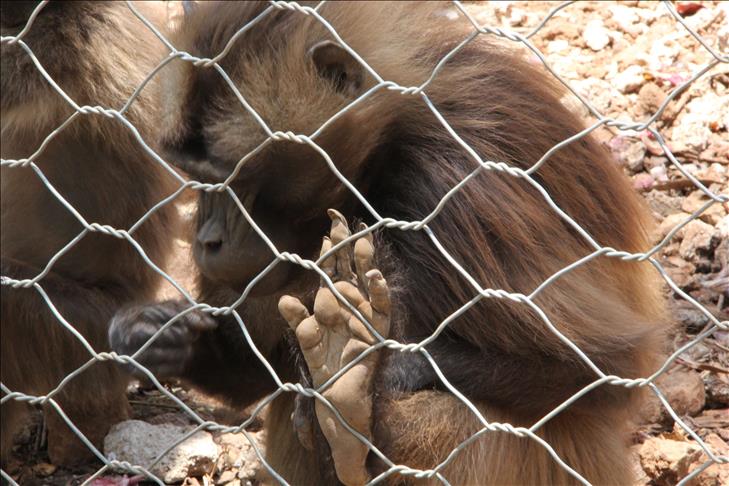 Comme les Hommes.. les chimpanzés savent s’occuper de leurs handicapés
