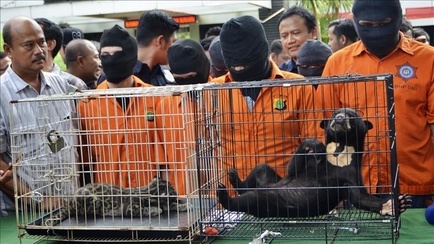 Zogu i parajsës, ariu i diellit dhe leopardi aziatik shpëtohen nga trafikimi