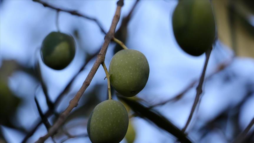Olive oil exports fall by 33 percent: Turkey