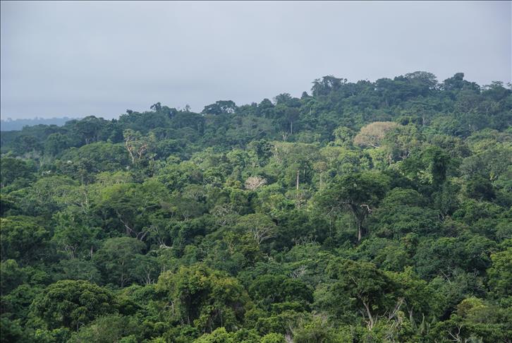 Burundi : La forêt sacrée de Kibira, un poumon de la capitale, au bord de l'asphyxie